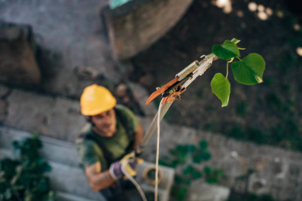 Best Tree Branch Trimming  in Ridgway, PA